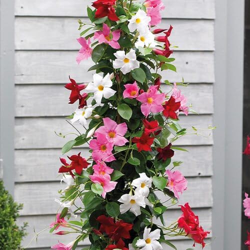 Climbing Mandevilla Sanderi Flower Seeds – Heirloom Non-GMO High Germination