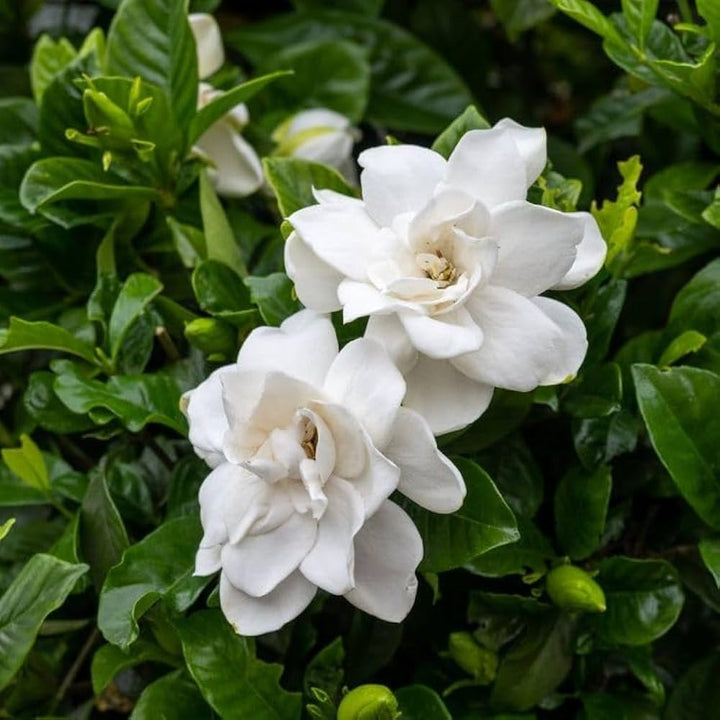 Gardenia Flower Seeds White – Heirloom, Non-GMO, High Germination Organic Seeds