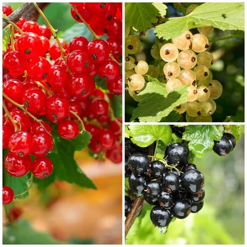 Mixed Currant Seeds – Heirloom, Non-GMO, High Germination Organic Garden Seeds for Planting