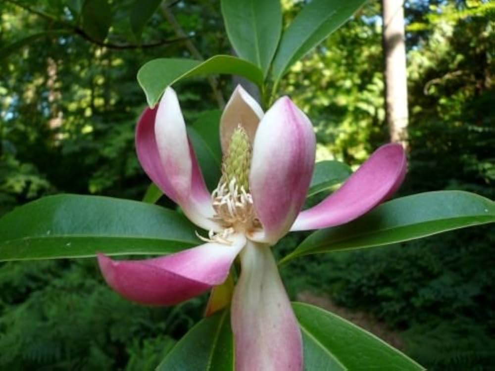 magnolia laevifolia flower seeds