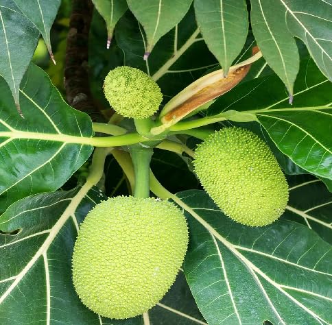 Breadfruit Seeds – Heirloom, Non-GMO, High Germination Organic Garden Seeds