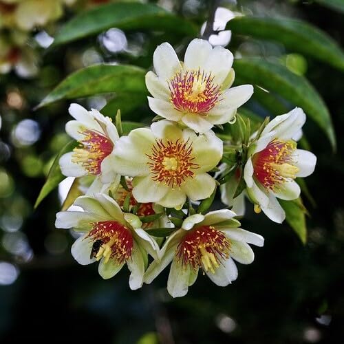 White Pereskia Aculeata Flower Seeds – Heirloom Non-GMO High Germination Organic Garden Seeds