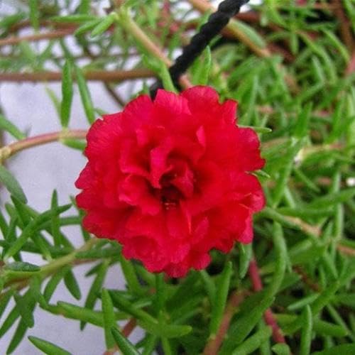 Red Moss Rose Flower Seeds for Planting – Heirloom Non-GMO High Germination Organic Garden Seeds