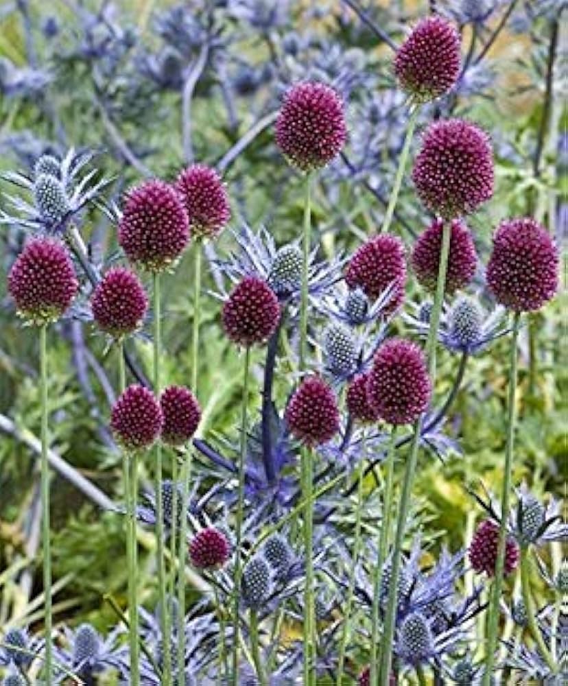nickende zwiebel flower seeds