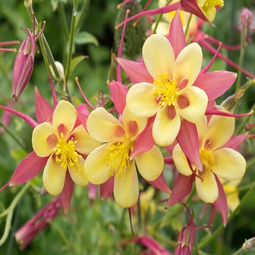 yellow pink flower seeds