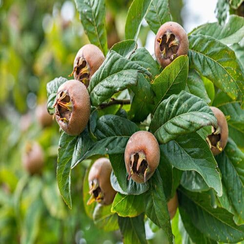 Brown Medlar Seeds – Heirloom, Non-GMO, High Germination Organic Garden Seeds