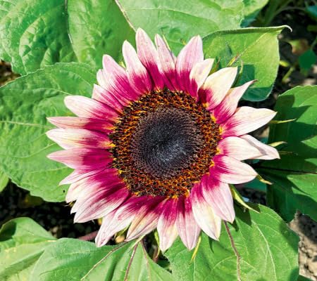 Sunflower Flower Seeds – Heirloom, Non-GMO, High Germination Organic Garden Seeds for Planting