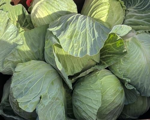 Cabbage Green Seeds – Heirloom, Non-GMO, High Germination Organic Garden Seeds Planting
