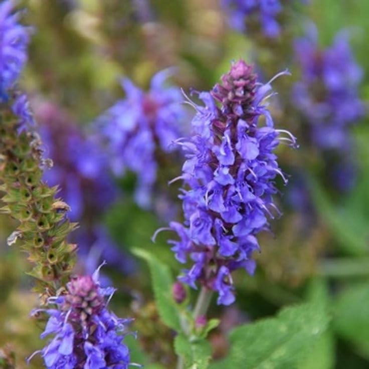 hyssop for flower seeds