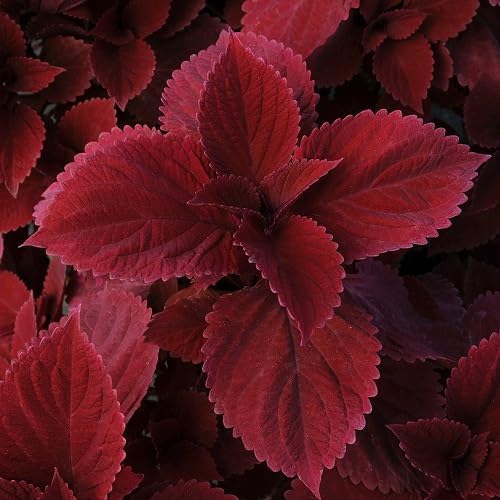 Coleus Flower Seeds – Heirloom, Non-GMO, High Germination Organic Garden Seeds for Planting