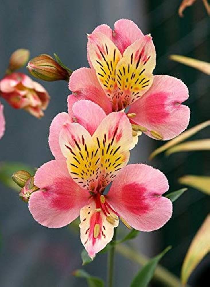 peruvian lily flower seeds