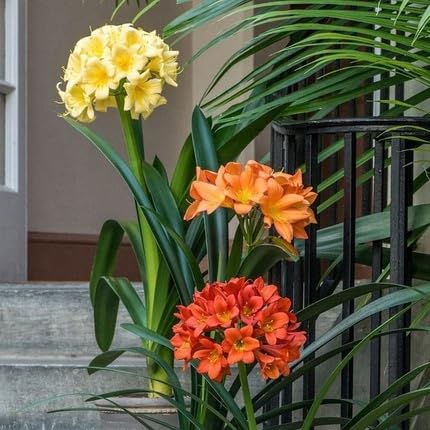Mixed Clivia Flower Seeds for Planting – Heirloom Non-GMO High Germination Organic Seeds