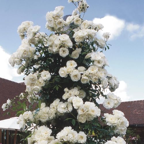 White Climbing Rose Flower Seeds Heirloom Non-GMO High Germination Organic Garden Seeds for Planting