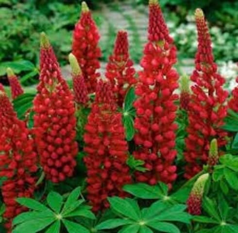 Red Lupinus Flower Seeds – Heirloom, Non-GMO, High Germination Organic Garden Seeds for Planting