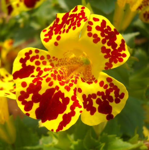Yellow Red Mimulus Tigrinus Flower Seeds – Heirloom, Non-GMO, High Germination Organic Seeds