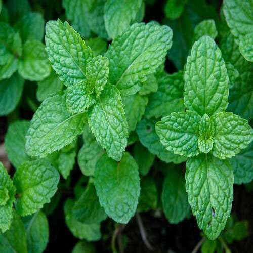 Mint Plant Seeds Green Heirloom Non-GMO High Germination Organic Garden Seeds for Planting