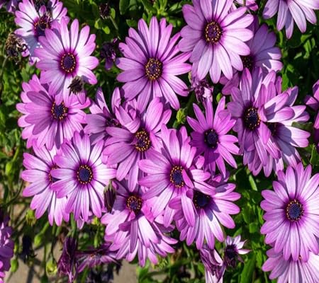 Osteospermum Flower Seeds – Heirloom, Non-GMO, High Germination Organic Garden Seeds for Planting