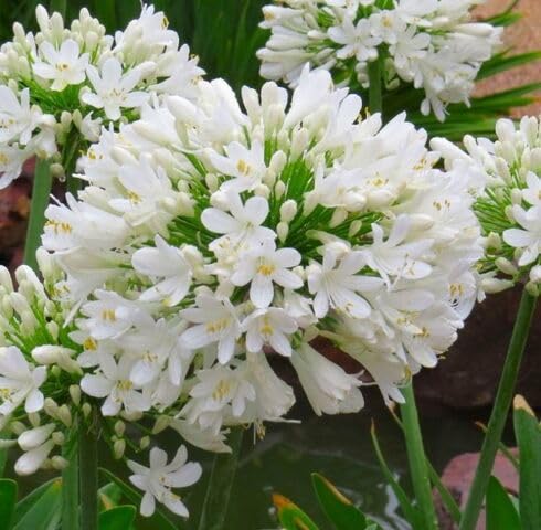 White Oasis Agapanthus Flower Seeds – Heirloom, Non-GMO, High Germination Organic Garden Seeds for Planting
