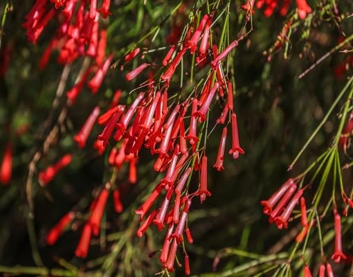 Red Russelia Equisetiformis Flower Seeds – Heirloom, Non-GMO, High Germination Organic Garden Seeds for Planting