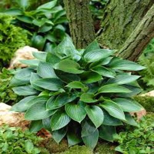 hosta seeds