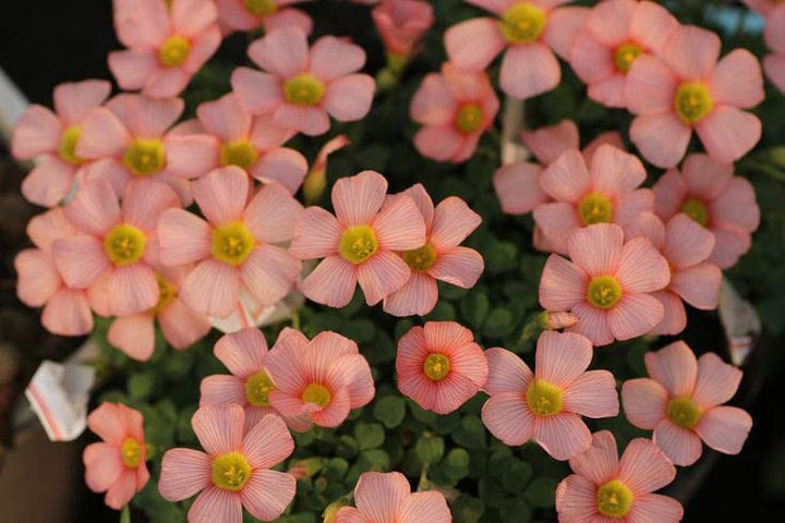Orange Oxalis Flower Seeds – Heirloom, Non-GMO, High Germination Seeds