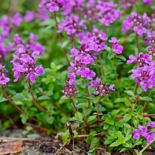 Violet Thyme Flower Seeds – Heirloom Non-GMO High Germination Organic Garden Seeds for Planting