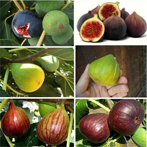 Mixed Fig Seeds – Heirloom, Non-GMO, High Germination Organic Garden Seeds for Planting