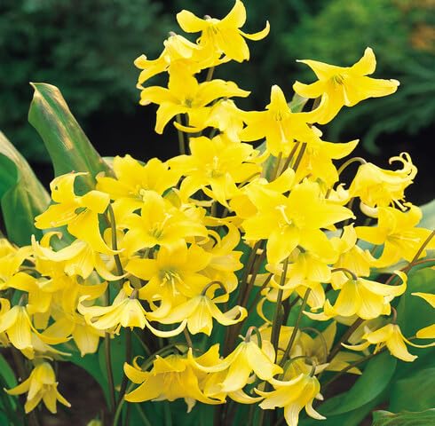 Yellow Erythronium Flower Seeds – Heirloom Non-GMO High Germination Organic Seeds