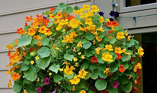 nasturtiums for flower seeds