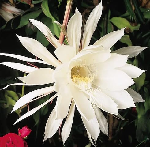 Epiphyllum Flower Seeds White – Heirloom, Non-GMO, High Germination Seeds