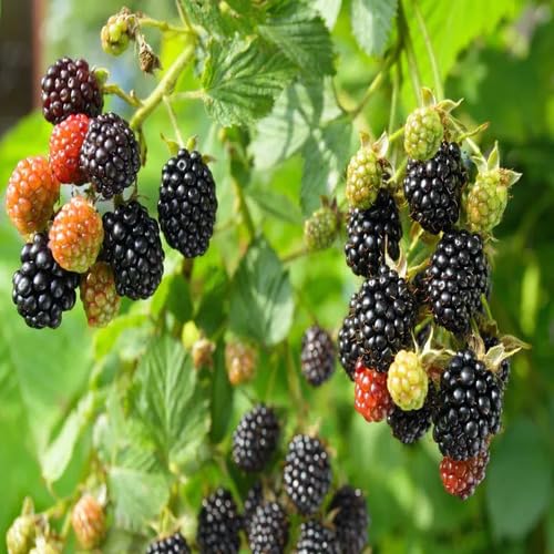 Black Dewberry Plant Seeds – Heirloom, Non-GMO, High Germination Organic Garden Seeds