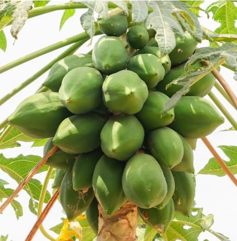Papaya Seeds Green – Heirloom, Non-GMO, High Germination Organic Garden Seeds