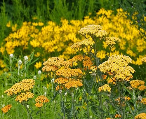 Yellow Achillea Ballerina Flower Seeds – Heirloom, Non-GMO, High Germination