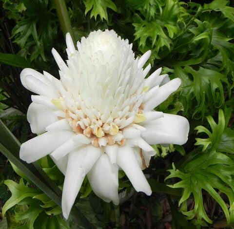 White Etlingera Flower Seeds Heirloom Non-GMO High Germination Organic Garden Seeds for Planting