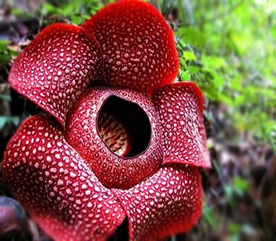 Rafflesia Flower Seeds Heirloom Non-GMO High Germination Organic Garden Seeds for Planting