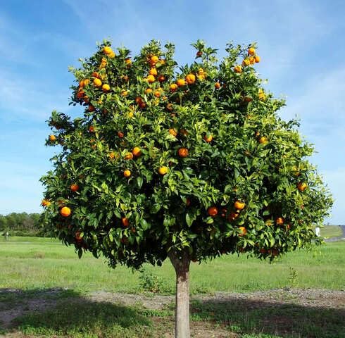 Orange Mandarin Tree Seeds for Planting – Heirloom Non-GMO High Germination Organic Garden Seeds