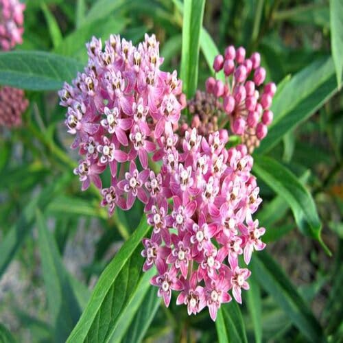 Pink Asclepias Flower Seeds Heirloom Non-GMO High Germination Organic Garden Seeds for Planting