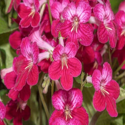 Streptocarpus Flower Seeds for Planting – Heirloom, Non-GMO, High Germination Organic Garden Seeds