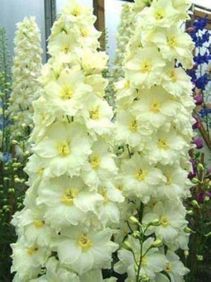 Yellow White Delphinium Mix Seeds for Planting | Heirloom Non-GMO Organic