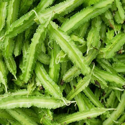 Green Winged Bean Seeds – Heirloom, Non-GMO, High Germination Organic Garden Seeds Planting