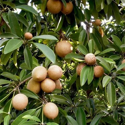 Sapodilla Seeds – Heirloom, Non-GMO, High Germination Organic Garden Seeds