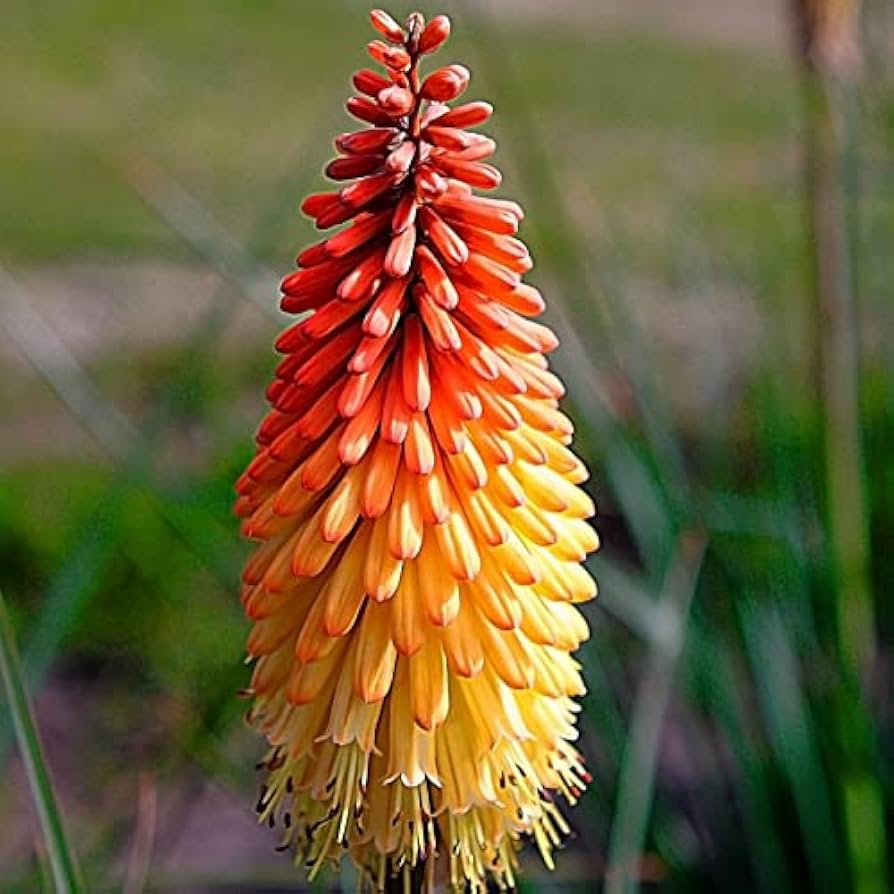 red hot flower seeds