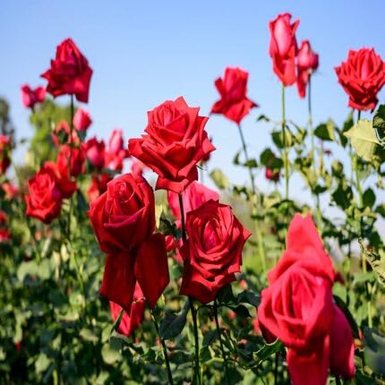 Rose Flower Seeds Red for Planting – Heirloom Non-GMO High Germination Organic Garden Seeds