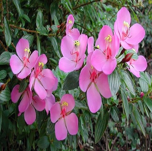 Tibouchina Flower Seeds Heirloom Non-GMO High Germination Organic Garden Seeds
