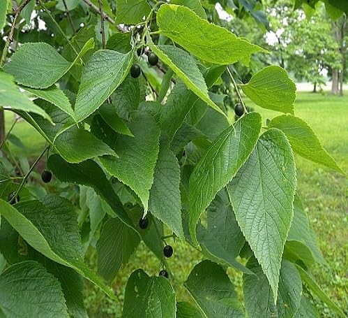 Green Hackberry Tree Seeds – Heirloom, Non-GMO, High Germination Organic Garden Seeds