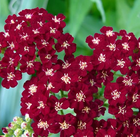 Red Yarrow Flower Seeds – Heirloom, Non-GMO, High Germination Organic Garden Seeds