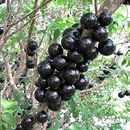 Black Jabuticaba Seeds – Heirloom, Non-GMO, High Germination Organic Garden Seeds