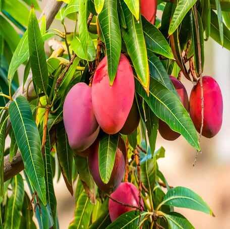 Red Mango Seeds – Heirloom, Non-GMO, High Germination Organic Garden Seeds