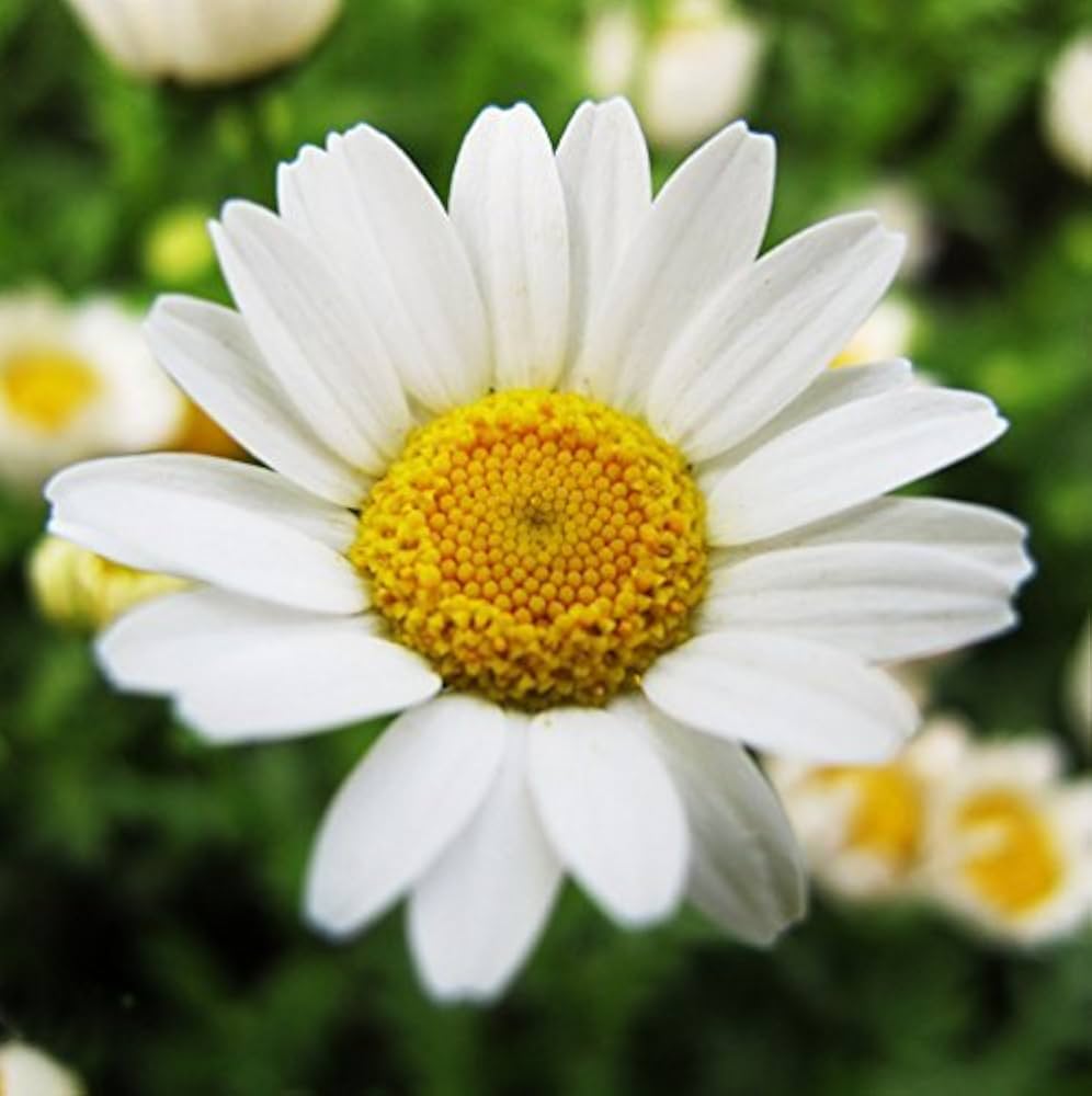 white chrysanthemum flower seeds