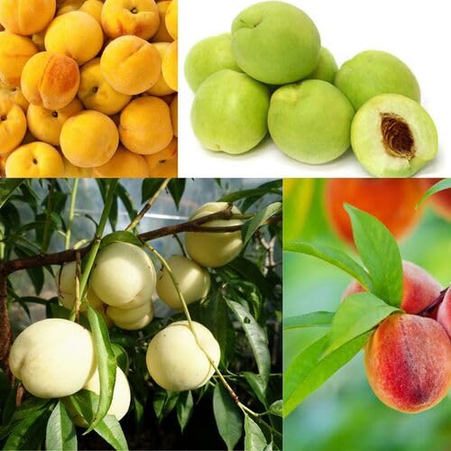 Mixed Peach Seeds – Heirloom, Non-GMO, High Germination Organic Garden